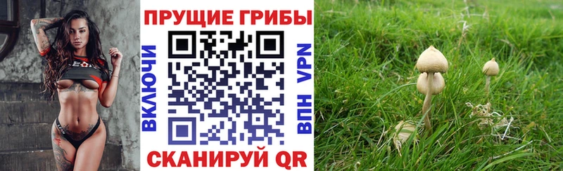 где найти наркотики  blacksprut   Галлюциногенные грибы Cubensis  Малоархангельск 
